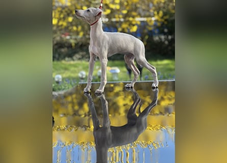 Italienisches Windspiel - Hunde & Welpen