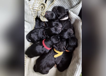 OEB Mix Welpen ideale Familienhunde