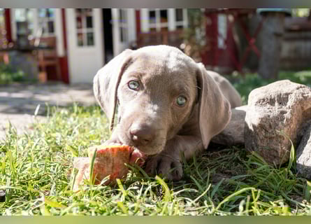 Weimaraner-Mix Welpen aus liebevoller Verpaarung – 12 kleine Wunder suchen ihr Zuhause