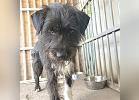 ❤️ ehemals armer LUPI - 2 Jahre, 45cm - Schnauzer-Mix