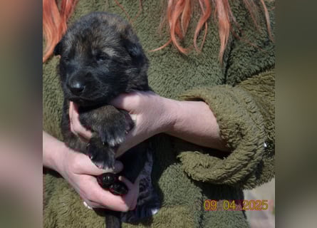 Dunkelgraue Schäferhunde aus Kör-u.Leistungzucht