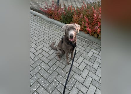 Wunderschöner silberner Labrador - 1.5 Jahre alt 