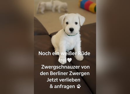 Welpen weiß Zwergschnauzer Rüde und Hündin bzw
