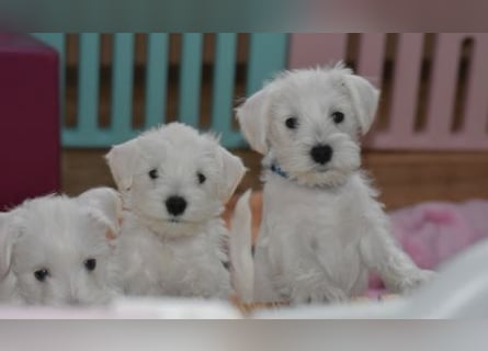 Zwergschnauzer Rüde weiß