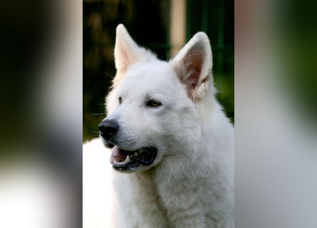 Weißer Schweizer Schäferhund Deckrüde