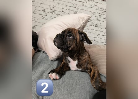 Wundervolle Bulldoggen-Welpen suchen ihr Für-Immer-Zuhause!