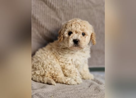 Maltipoo Welpe Rüde