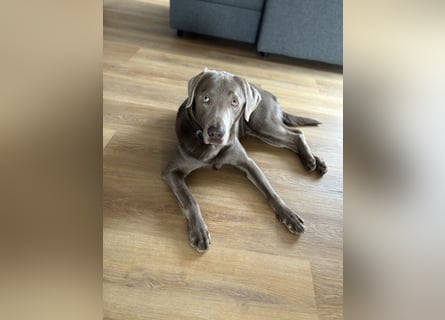 Wunderschöner silberner Labrador - 1.5 Jahre alt 