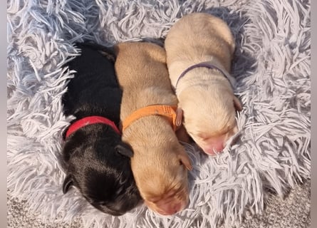 Edle Labrador Welpen (Schwarz/Foxred/Creme) mit Ahnentafel, Nachkommen von Champions