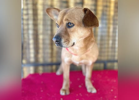 ❤️ liebebedürftiger RUSTY - 2 Jahre, 40cm/15kg - Mischling