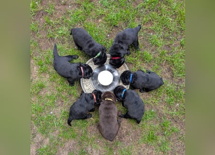 Labrador Welpen mit Ahnentafel