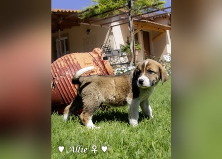 Allie, Adam und Ajax suchen ein Zuhause