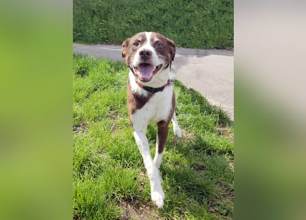 Cayo, 5 Jahre, sucht kompetentes Zuhause