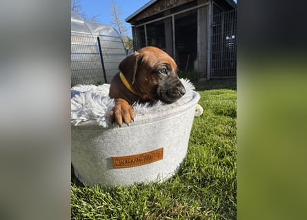 Rhodesian Ridgeback Welpen