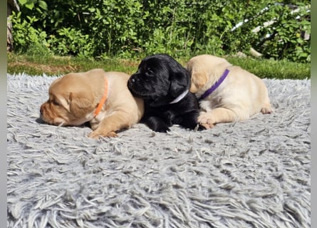 Edle Labrador Welpen (Schwarz/Foxred/Creme) mit Ahnentafel, Nachkommen von Champions