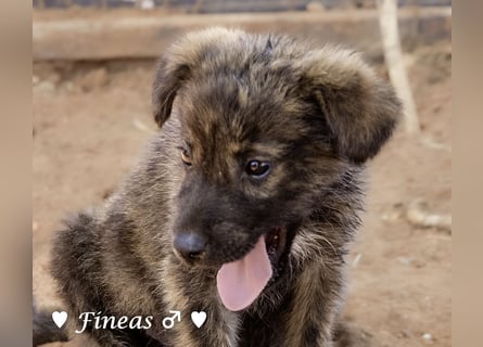 Fiona und Fineas suchen ab Anfang August ein Zuhause