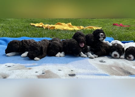 Lagotto Romagnolo, Welpen von ausgezeichneter Qualität