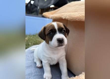 Jack Russel Terrier Welpen mit Stammbaum