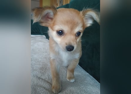 XXS Mini-Rasse-Mix Welpen Chihuahua, Papillon