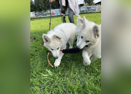Weiße Schäferhundwelpen - Herzensbrecher für Familie, Sport und Show