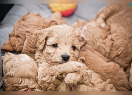 5 Wunderschöne Maltipoo-Welpen suchen ein neues, liebevolles Zuhause!