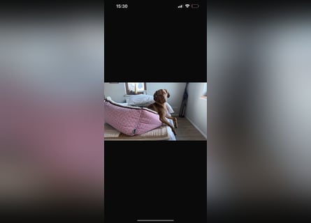 Magyar Vizsla Welpen in Erwartung