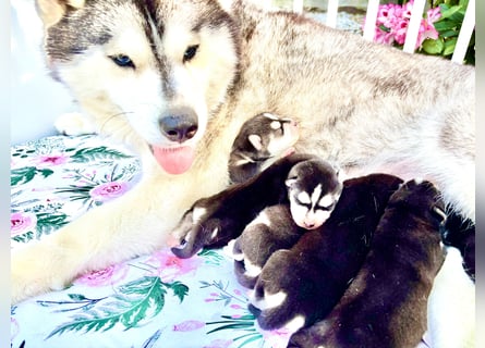 FCI Pedigree Blue Eyed Black & White Siberian Husky Champion Puppy