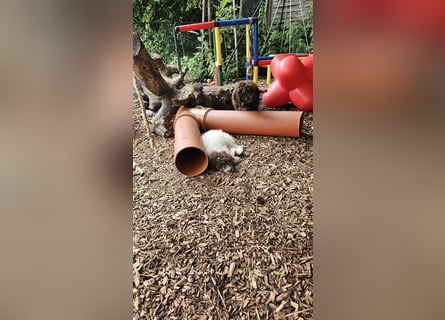 Lagotto Romagnolo Welpen (Rüde und Hündin) vom Fichtelhof