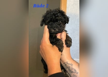 Rüde 2