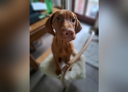 Magyar Vizsla Welpin Alva