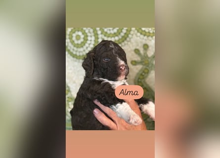 Lagotto Romagnolo Welpen reinrassige