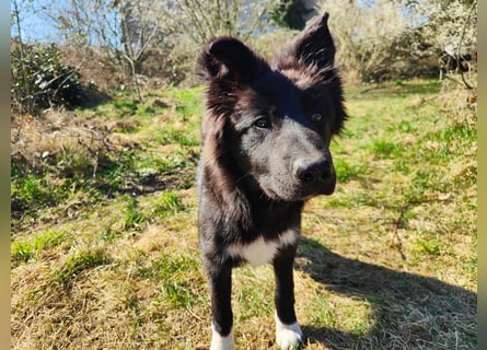 6 Monate alter Jung_ Shollie: Intelligent, Stubenrein, lernbegierig...