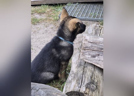 Dunkelgraue Schäferhunde aus Kör-u.Leistungzucht