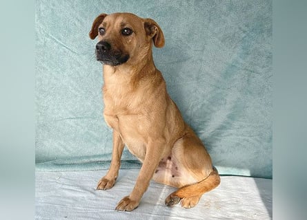 (R) ❤️ liebenswerte MONA - 2 Jahre, 40cm/12kg - Mischling Typ Pinscher