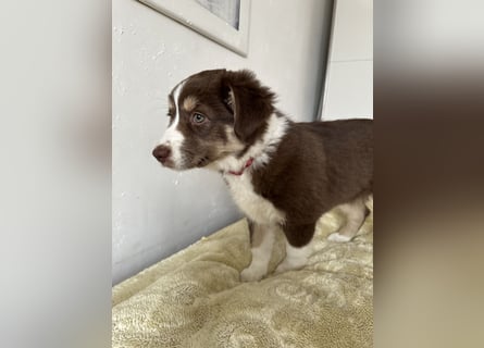 1 kleine Australian Shepherd Hündin( Welpe) braun/redtri (Minimix/Reinrassig)+ Gesundheitszeugnis