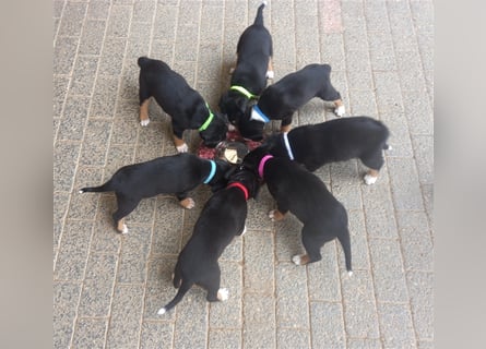 Entlebucher Sennenhund-Welpen "vom Zwergenstübchen" mit Ahnentafel