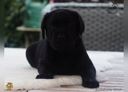 Traumhafte Labrador Welpen in Schwarz und Gelb suchen ein liebevolles Zuhause!