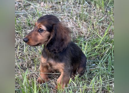 Kaninchen/Zwerglanghaar Dackel