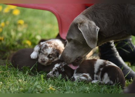 Aussiedor Aussiedorwelpe Welpe Australien Shepherd x Labrador