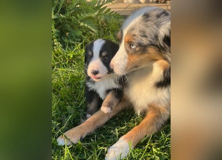Miniature Australian Shepherd Welpen m. Papieren