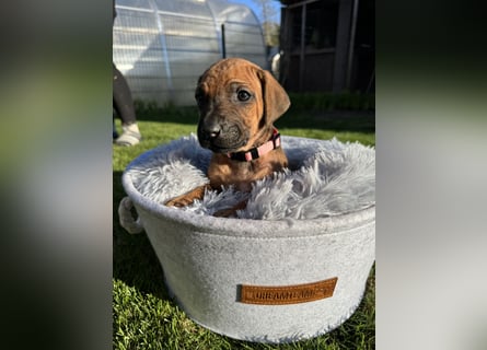 Rhodesian Ridgeback Welpen