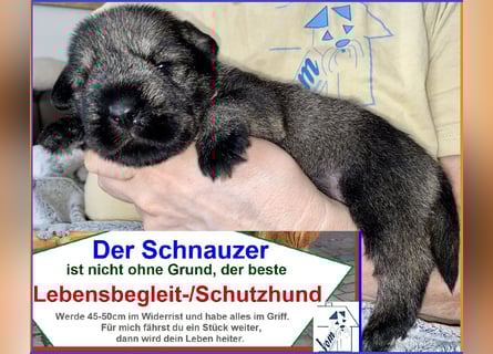 Mittelschnauzer Welpen (nicht haarend) Rüde