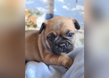 Allerliebste FROPS Kinder (Französische Bulldogge und Mops)