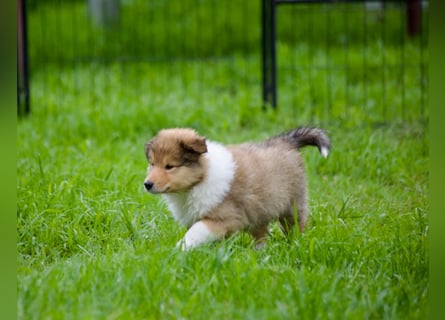 Wundervolle Collie-Welpen aus liebevoller VDH-Zucht suchen ein liebevolles Zuhause