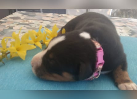 Appenzeller Sennenhunde, Welpen, Tri-Color Schwarz und Havanna Braun, 1 Hündin, ab Ende Mai