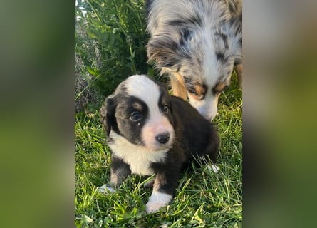 Miniature Australian Shepherd Welpen m. Papieren