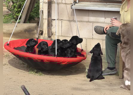 Nur 2 Labrador Weibchen mit Ahnenpass 2 Rüden & 6 Weibchen in Schwarz