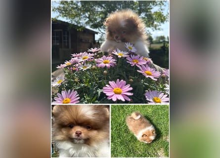 Pomeranian Zwergspitz Welpen