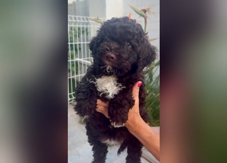 Lagotto Romagnolo Welpen reinrassige
