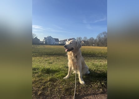 Golden Retriever Deckrüde mit Ahnentafel